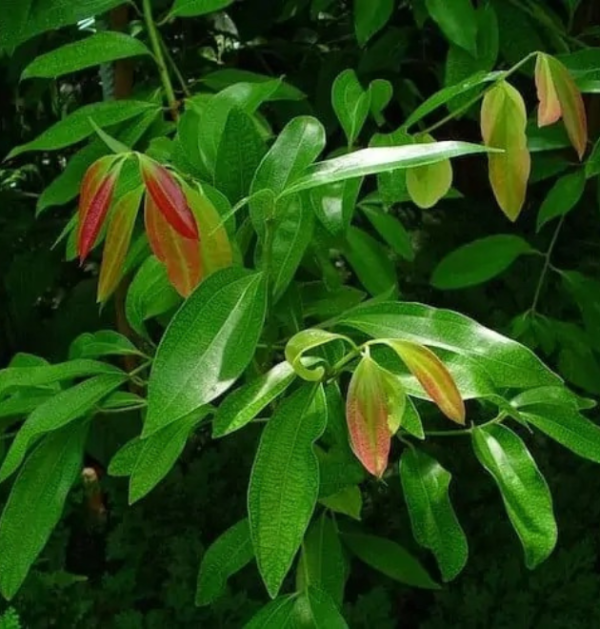 Cinnamon leaf oil